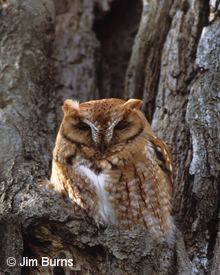 Eastern Screech Owl