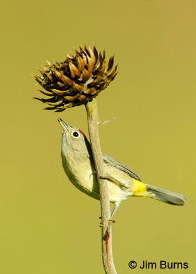 Virginia's Warbler male