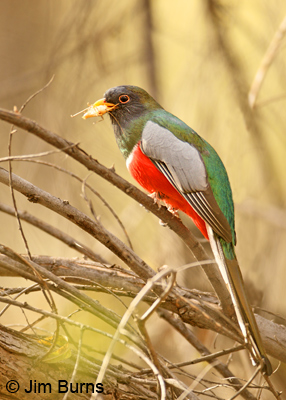 "Elvis" with grasshopper