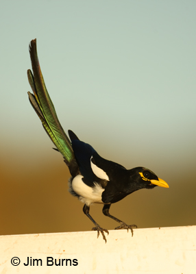 Yellow-billed Magpie