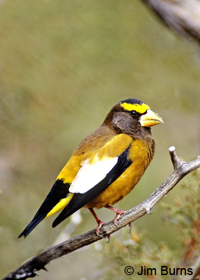 Evening Grosbeak