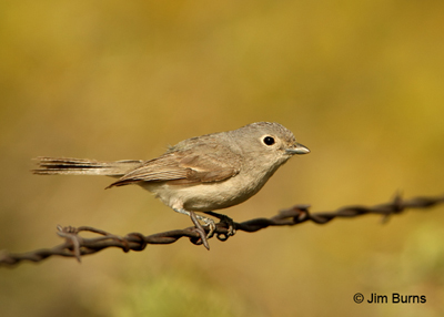 Gray Vireo