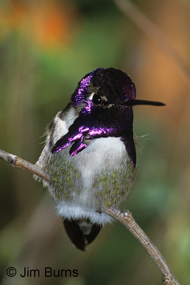 Costa's Hummingbird