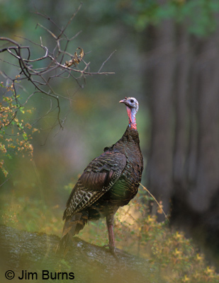 Wild Turkey