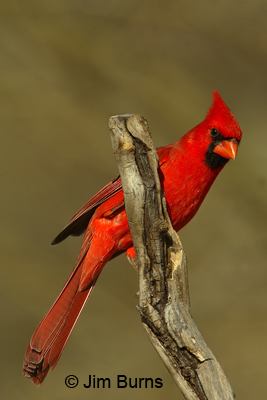 Northern Cardinal