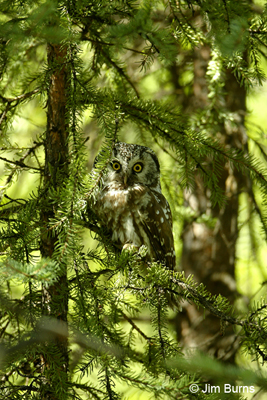 Boreal Owl