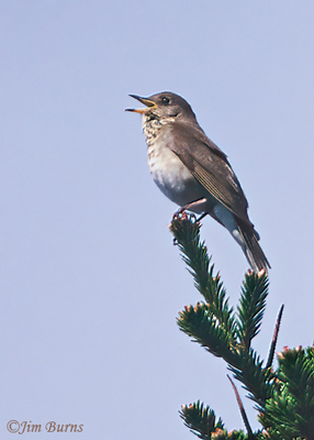 Bicknell's Thrush