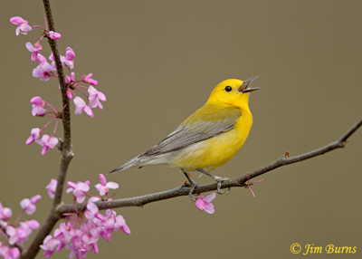 Golden Swamp Warbler