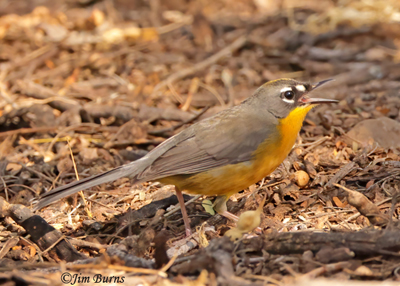 Fan-tailed Warbler--0126