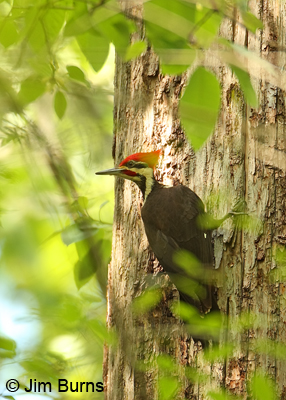 Pileated Woodpecker