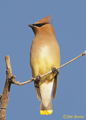 Cedar Waxwing