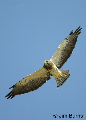 Swainson's Hawk in flight