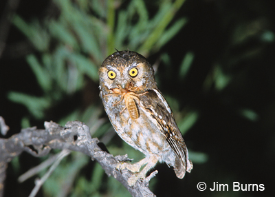 Elf Owl with scorpion