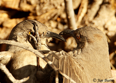 Curve-billed Thrashers exhibiting agonistic behavior in a territorial dispute