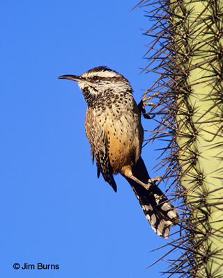 Cactus Wren