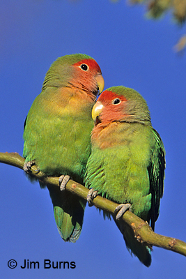 Peach-faced Lovebirds