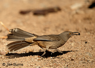Curve-billed Thrasher