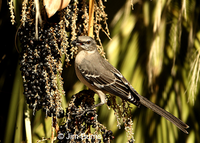 Northern Mockingbird