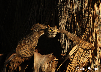Great Horned Owl male in flight
