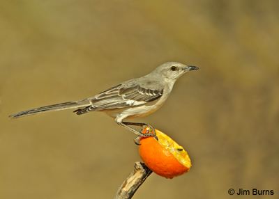 Northern Mocking - adding color to black and white and gray