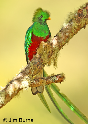 Resplendent Quetzal