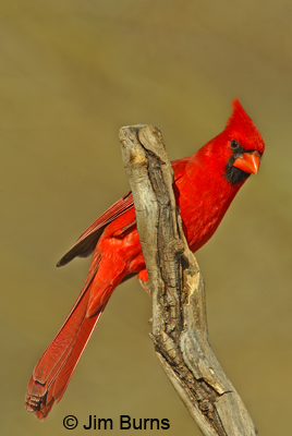 Northern Cardinal