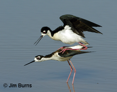 Black-nceked Stilts copulating