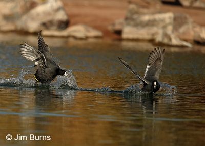 American Coot agonistic behavior