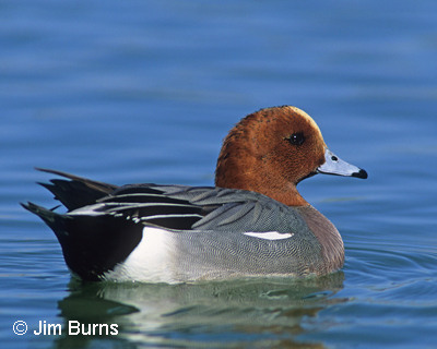 European Wedgeon