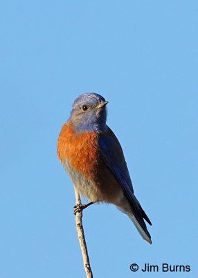 Western Bluebird