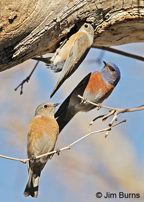 Western Bluebirds