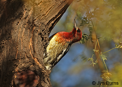Red-breasted Sapsucker