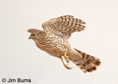 Cooper's Hawk juvenile