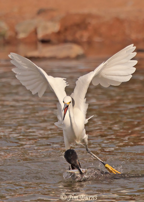Egret harassing Double-crested Cormorant with fish--8984