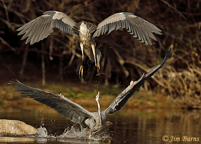 Great Blue Herons