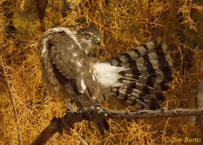 Cooper's Hawk immature preening 5--1421