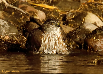 Cooper's Hawk immature bathing, nictitating membrane partially closed--1248