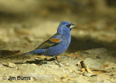 Blue Grosbeak