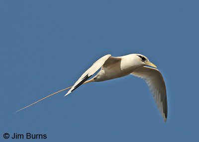 White-tailed Tropicbird eye level