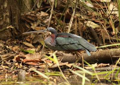 Agami Heron