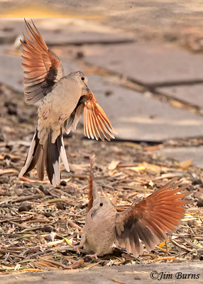 Inca Dove males negotiating female right--9934