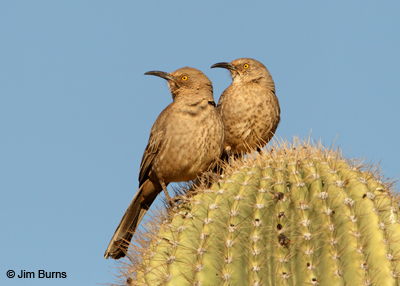 Curve-billed Thrasher pair