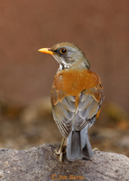 Rufous-backed Robin
