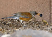 Rufous-backed Robin