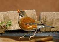 Rufous-backed Robin