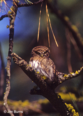 Northern Pygmy-Owl