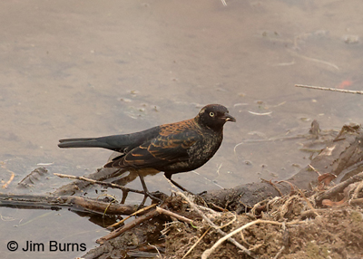 Rusty Blackbird male, Arizona, February