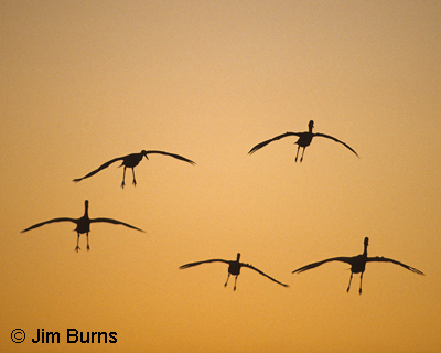 Sandhill Cranes landing