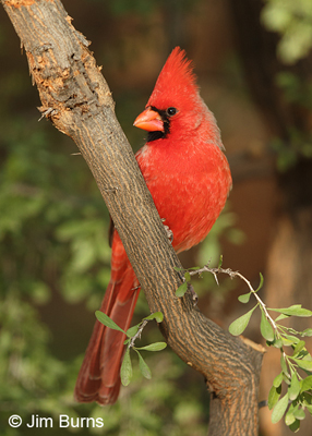 Northern Cardinal portrait
