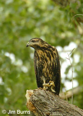 immature Common Black Hawk
